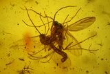 Ten Fossil Flies (Diptera) In Baltic Amber #183581-1